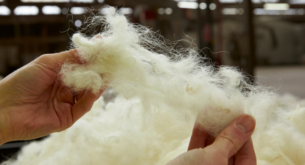 Freshly shorn wool from Southland sheep being pulled apart by hands before being made into wool carpet