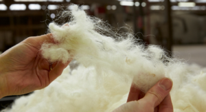 Freshly shorn wool from Southland sheep being pulled apart by hands before being made into wool carpet